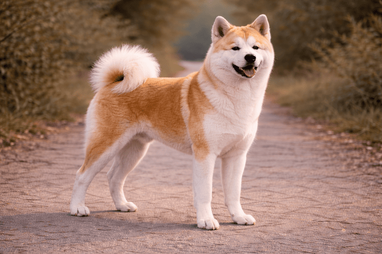Akita Inu – illustration générée par IA