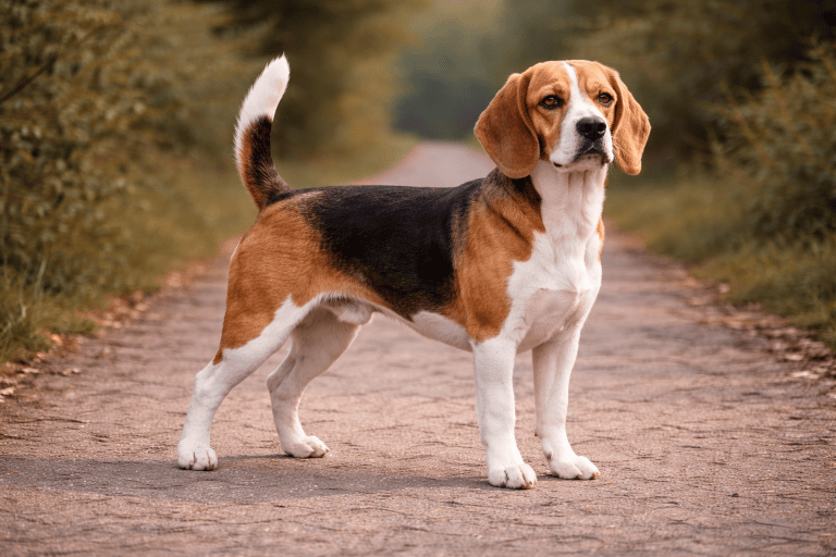 Beagle – illustration générée par IA