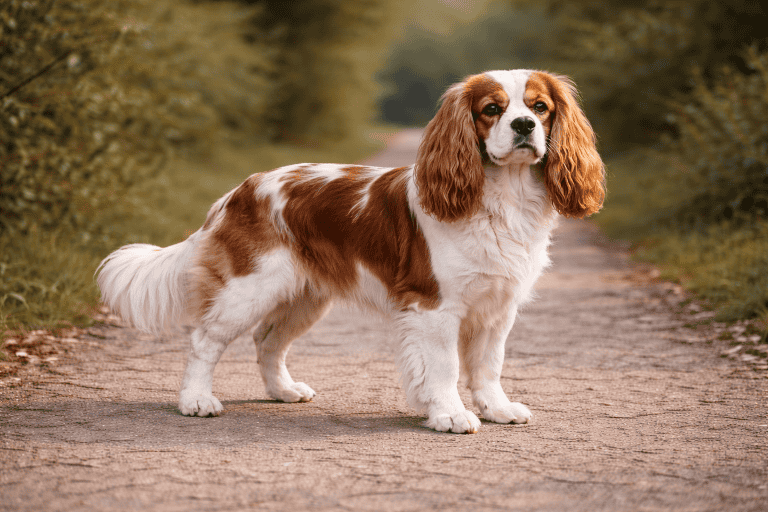 Cavalier King Charles Spaniel – illustration générée par IA