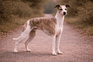 Whippet
