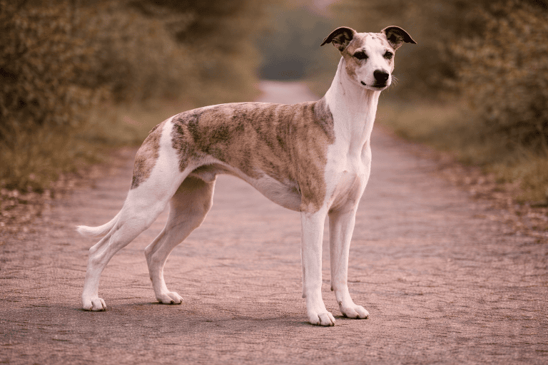 Whippet – illustration générée par IA