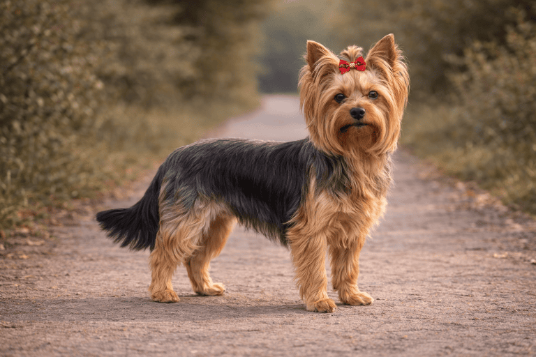 Yorkshire Terrier – illustration générée par IA
