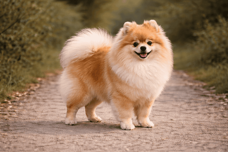 Spitz allemand – illustration générée par IA