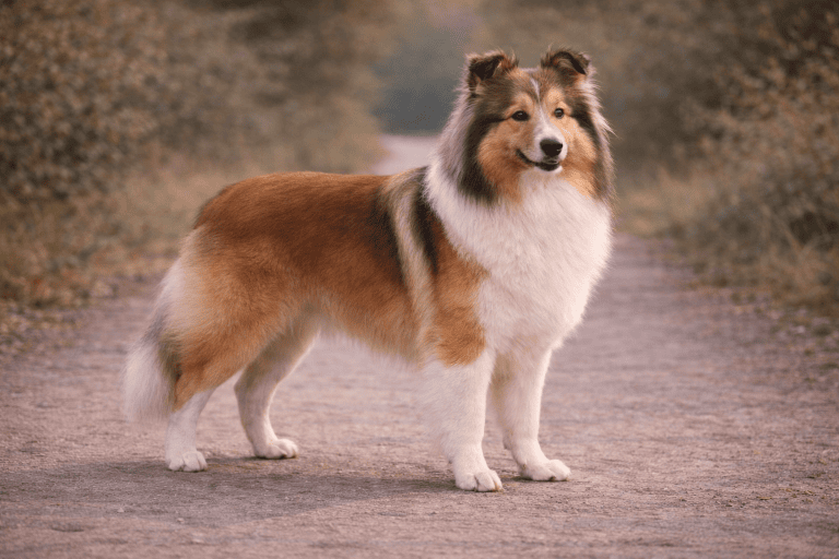 Berger des Shetland – illustration générée par IA