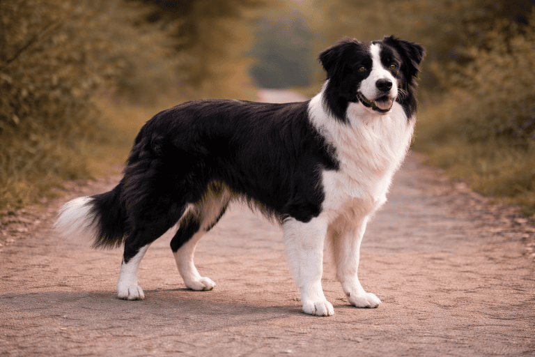 Border Collie – illustration générée par IA