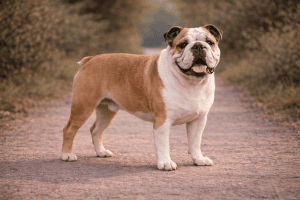 Bouledogue anglais