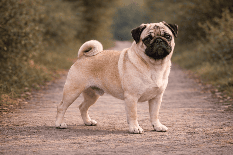 Carlin – illustration générée par IA