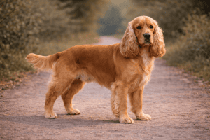 Cocker Spaniel anglais