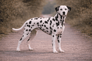Dalmatien
