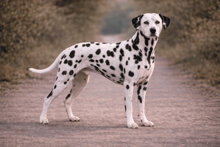 Dalmatien – illustration générée par IA