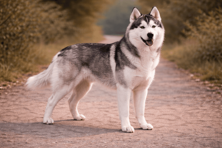 Husky sibérien – illustration générée par IA