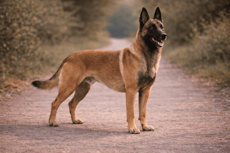 Malinois – illustration générée par IA