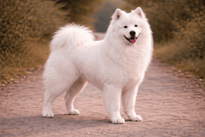 Samoyède