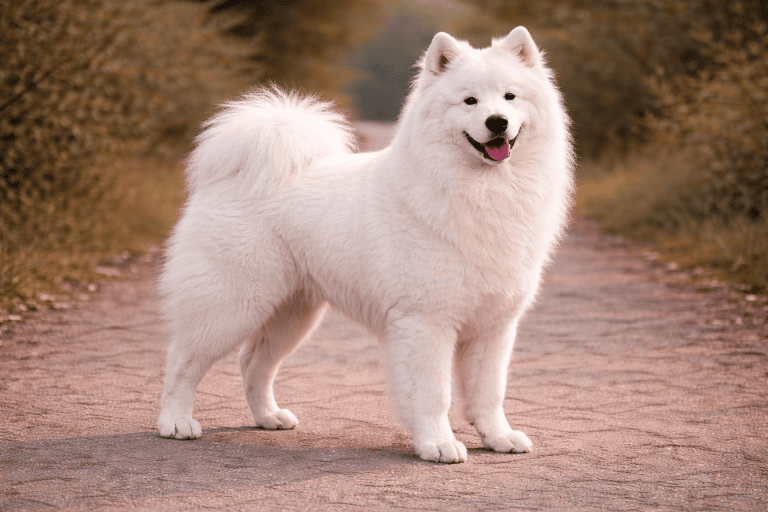 Samoyède – illustration générée par IA
