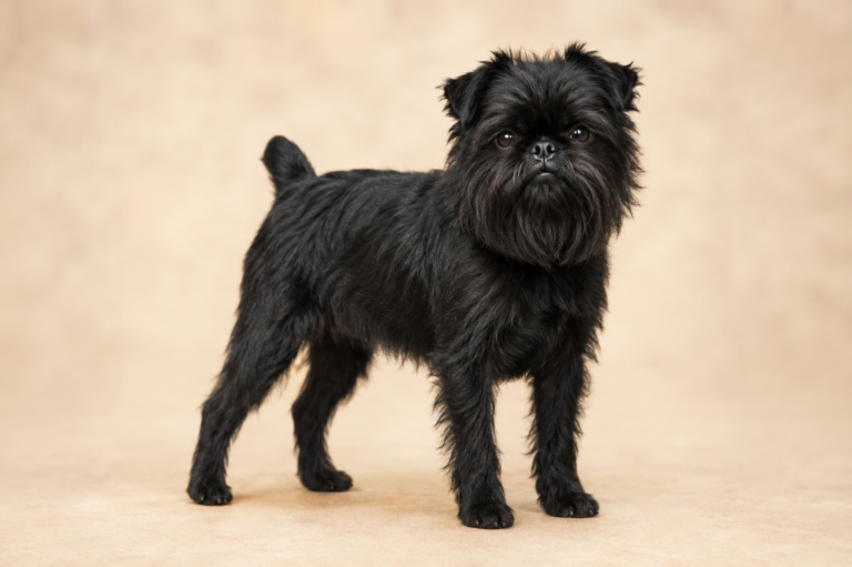 Affenpinscher – illustration générée par IA
