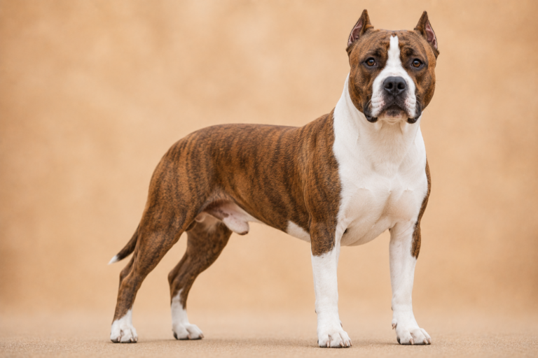 American Staffordshire Terrier – illustration générée par IA