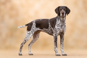 Ancien chien d'arrêt danois