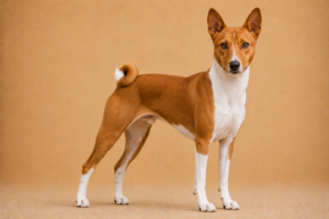 Basenji