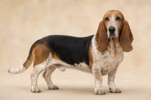 Basset de Westphalie