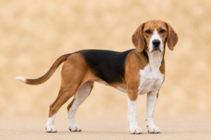 Beagle-Harrier