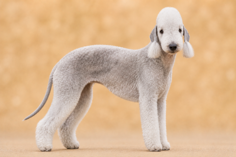 Bedlington Terrier – illustration générée par IA