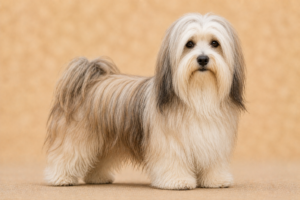 Bichon Havanais