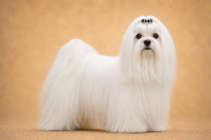 Bichon Maltais