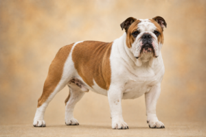 Bulldog