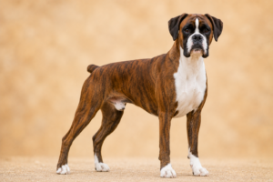 Boxer