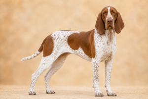 Brachet allemand