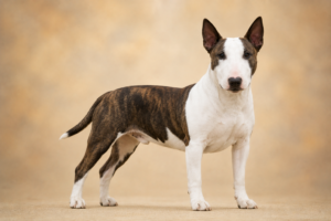 Bull Terrier