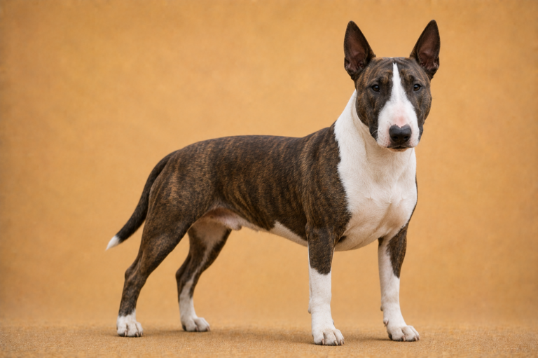 Bull Terrier Miniature – illustration générée par IA