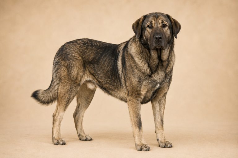 Cão de Castro Laboreiro – illustration générée par IA