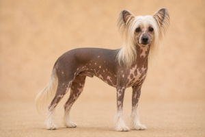 Chien chinois à crête