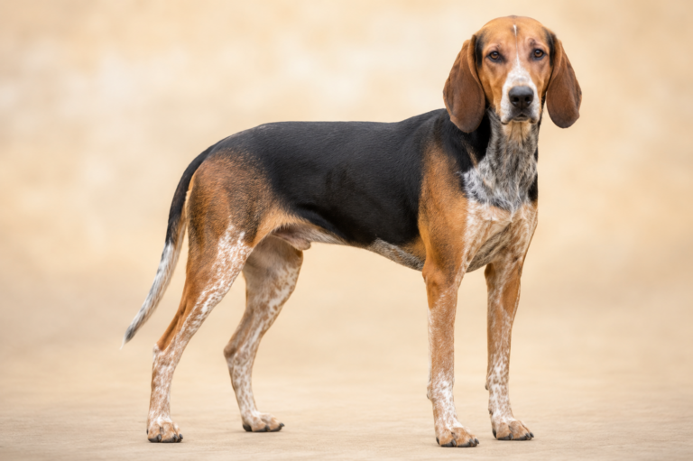 Chien courant de Halden – illustration générée par IA