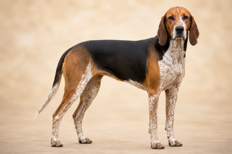 Chien courant de Hamilton – illustration générée par IA