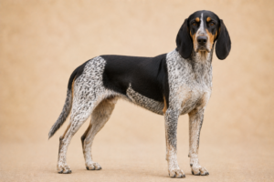 Chien courant de Hygen