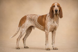 Chien courant espagnol