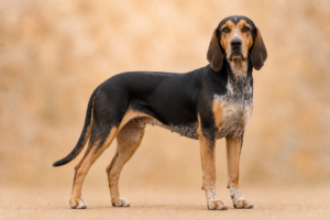 Chien courant polonais