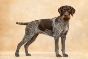 Chien d’arrêt allemand à poil raide