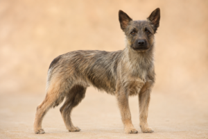 Chien de Berger des Pyrénées à Face Rase