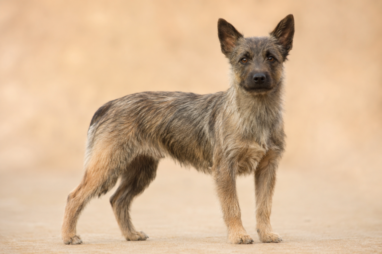 Chien de Berger des Pyrénées à Face Rase – illustration générée par IA