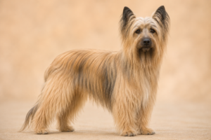 Chien de Berger des Pyrénées à Poil Long