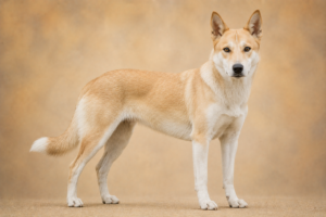 Chien de Canaan