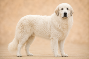 Chien de montagne des Pyrénées
