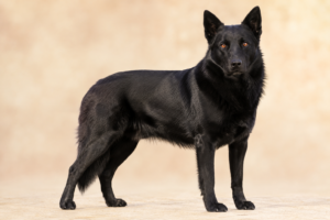 Chien d’élan norvégien noir