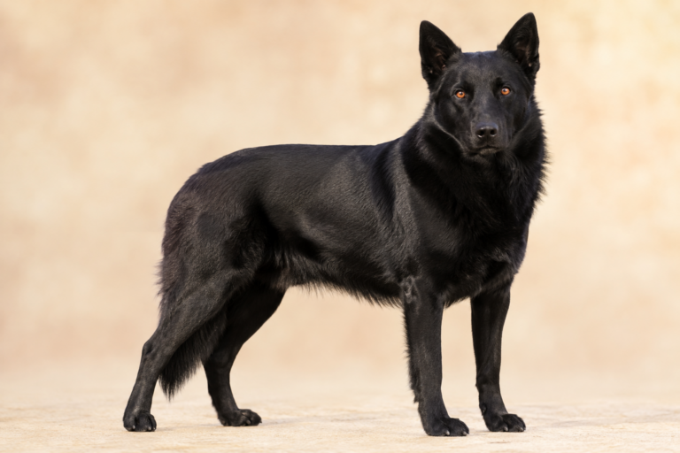Chien d’élan norvégien noir – illustration générée par IA