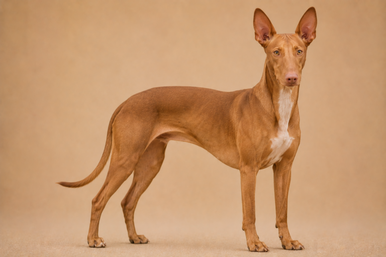 Chien du Pharaon – illustration générée par IA