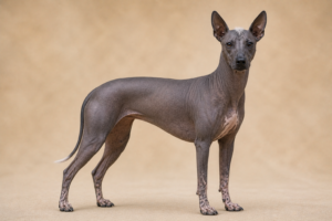 Chien nu mexicain