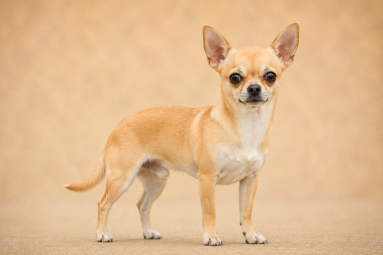 Chihuahua – illustration générée par IA